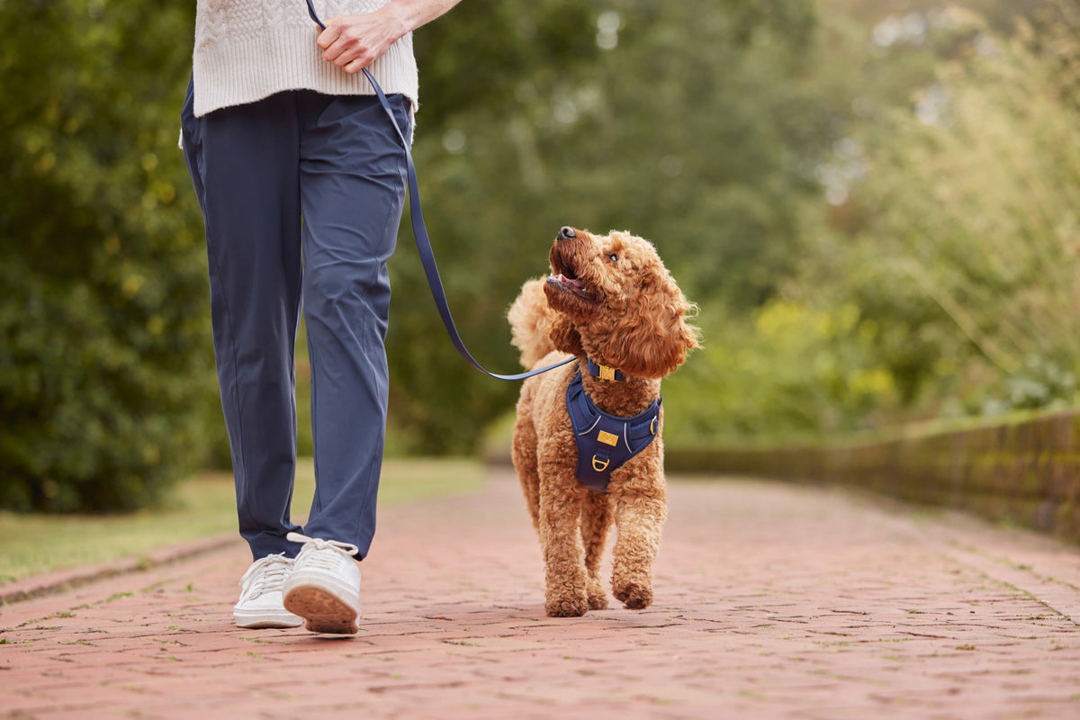 Dog walking outdoors with the TidyTails navy everyday leash