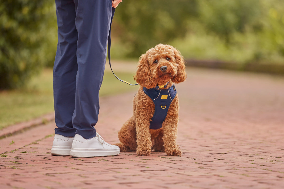 Dog wearing the TidyTails navy and gold harness and collar outdoors