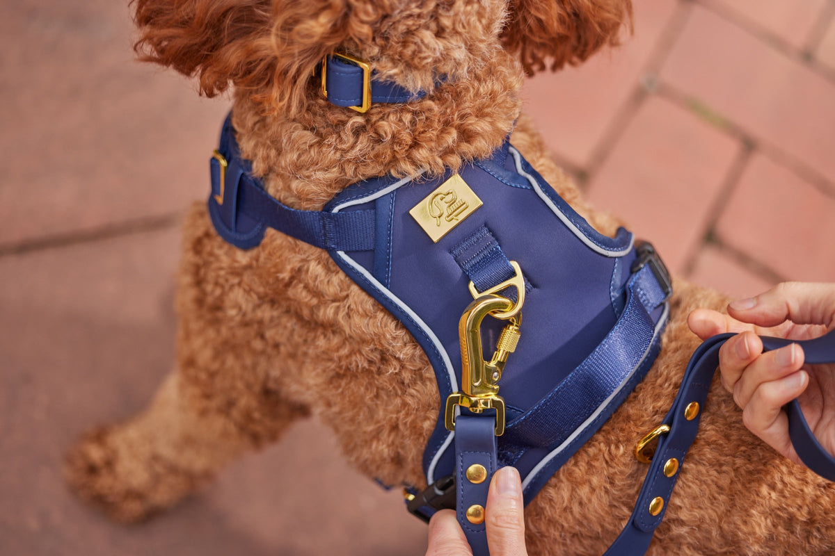 Close-up of the TidyTails gold locking leash clasp in use