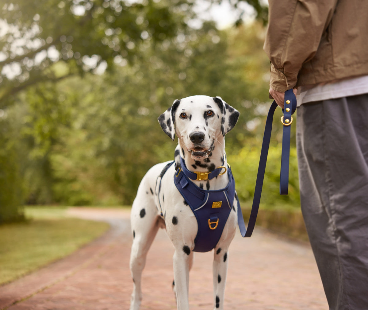 Dalmatian wearing the complete TidyTails navy and gold walking set