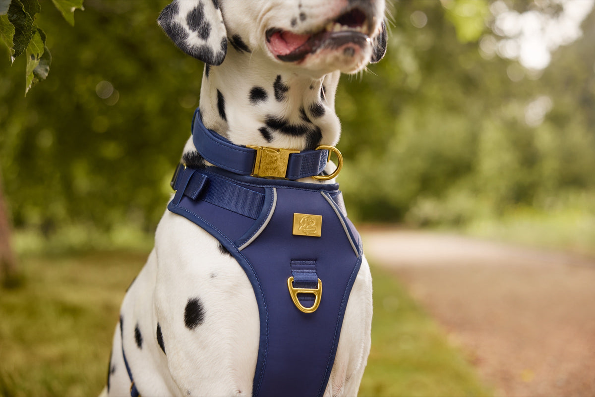 Close-up of a Dalmatian wearing the TidyTails navy and gold no-pull harness