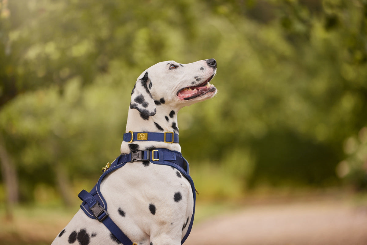 Dalmatian wearing the TidyTails navy comfort collar with gold hardware