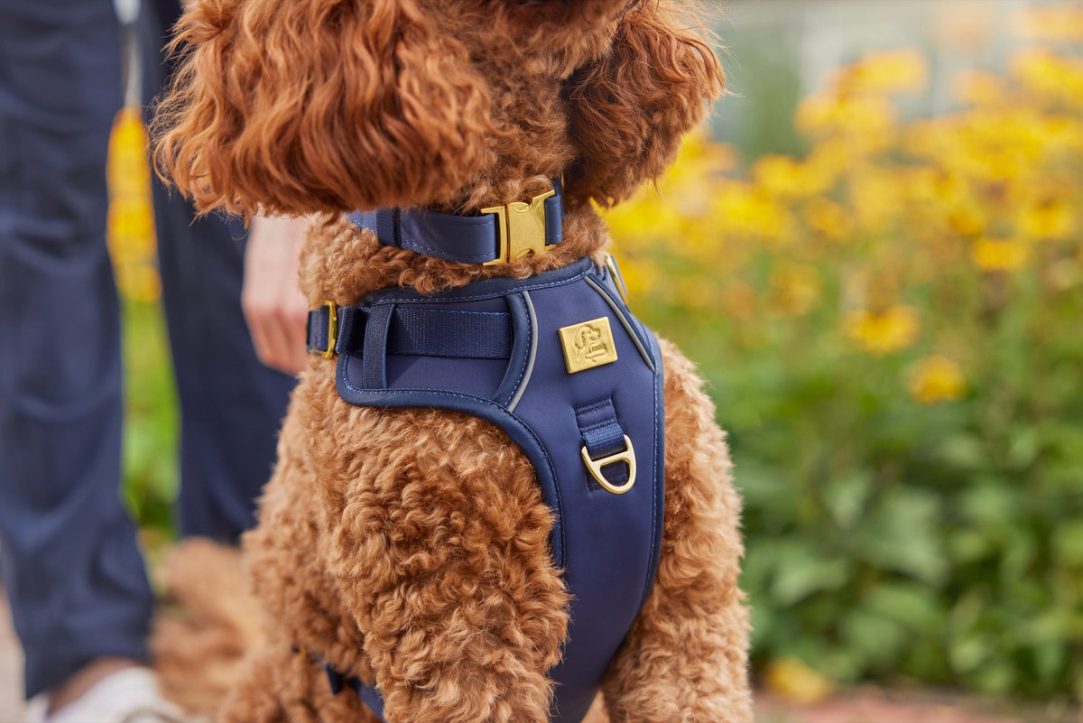Dog wearing the TidyTails padded no-pull harness outdoors