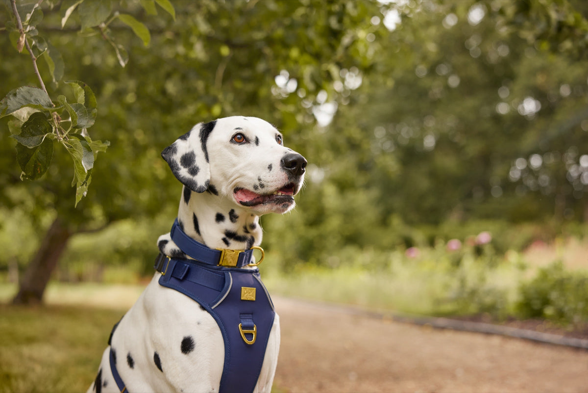 Close-up lifestyle portrait showing the TidyTails navy and gold collar
