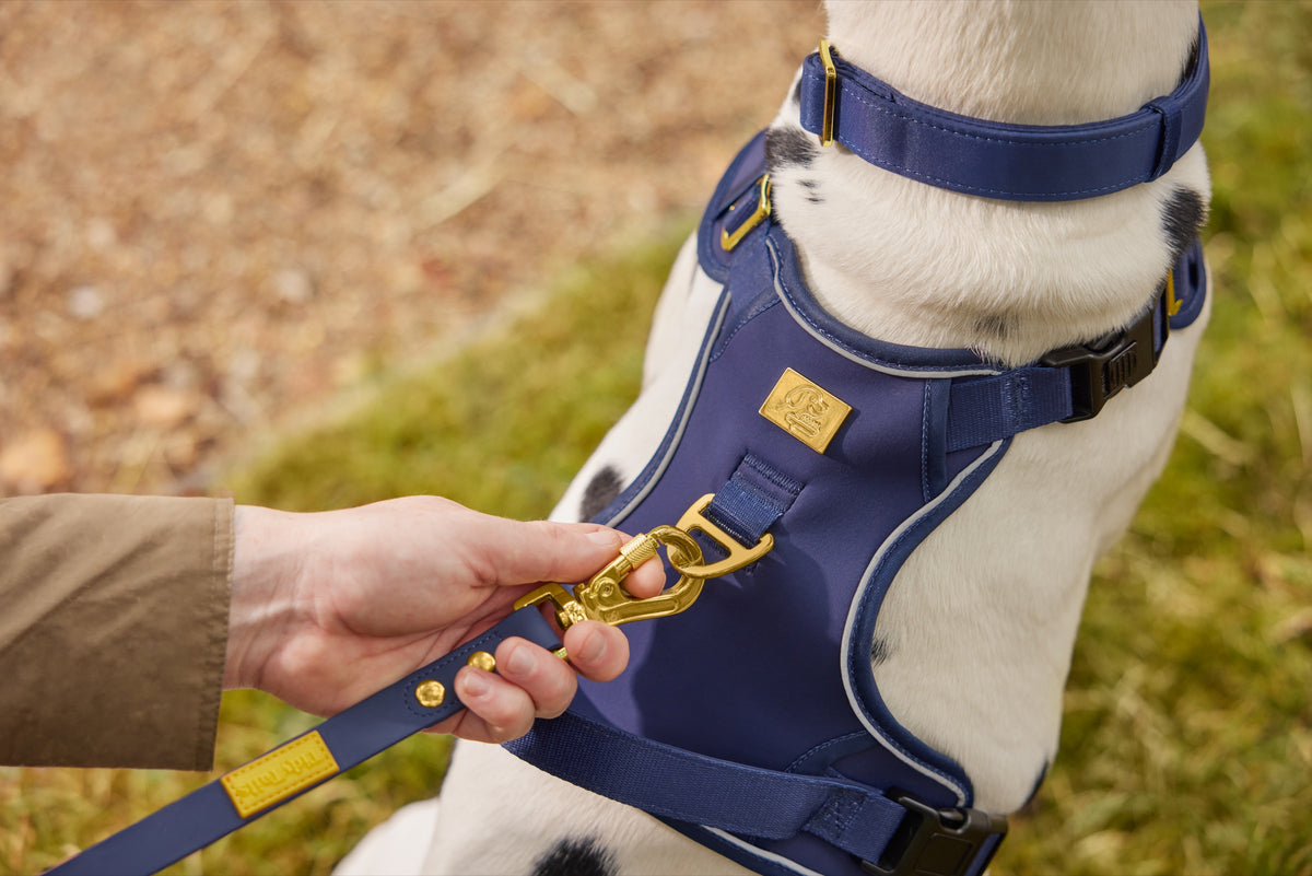 TidyTails Walking Set